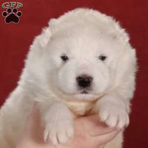 Zane, Samoyed Puppy
