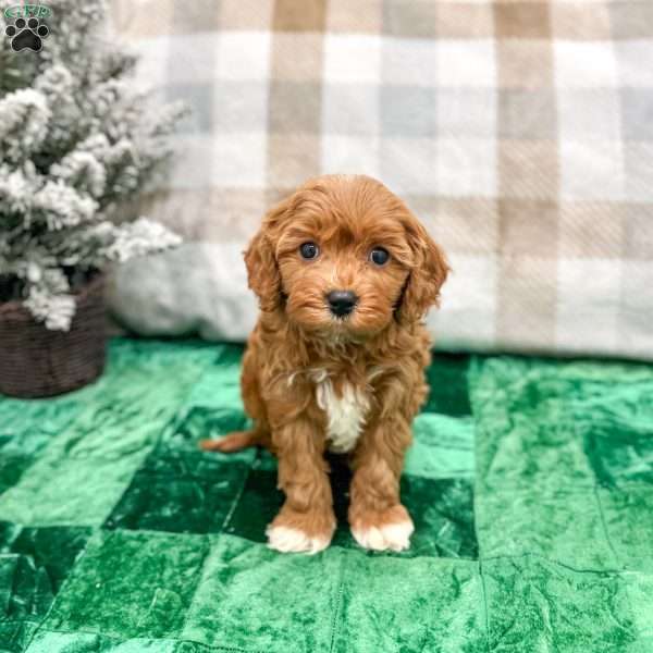 Oliver, Cavapoo Puppy