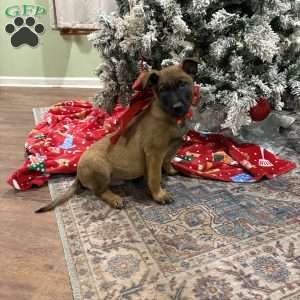 Heath, Belgian Malinois Puppy