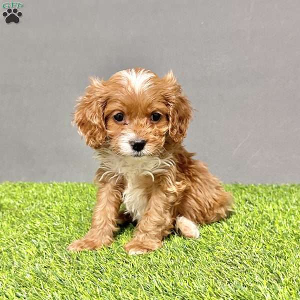 Buddy, Cavapoo Puppy