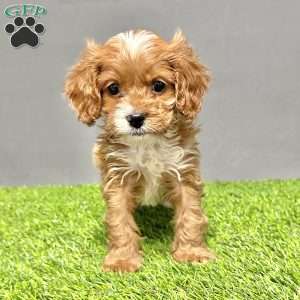 Buddy, Cavapoo Puppy
