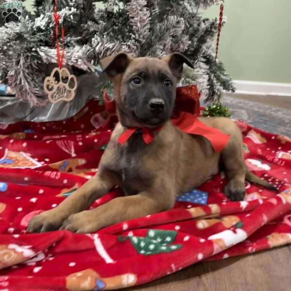Heath, Belgian Malinois Puppy