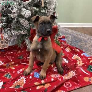 Heath, Belgian Malinois Puppy