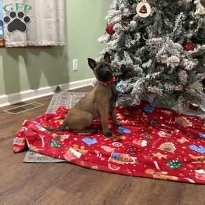 Skittles, Belgian Malinois Puppy