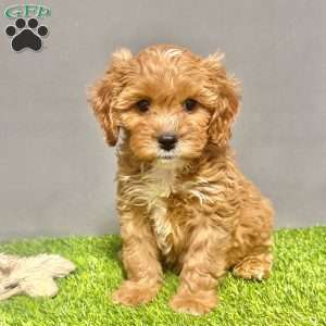 Archie, Cavapoo Puppy