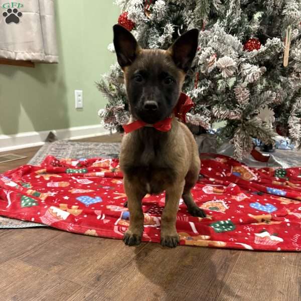 Skittles, Belgian Malinois Puppy