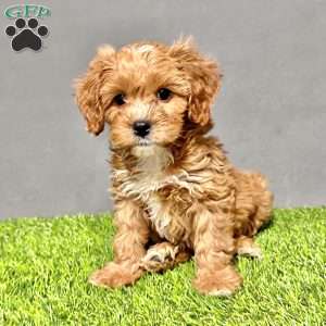 Archie, Cavapoo Puppy
