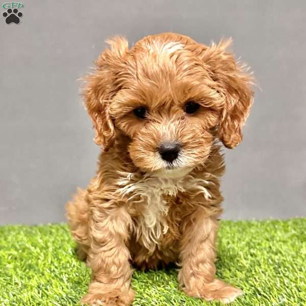 Archie, Cavapoo Puppy