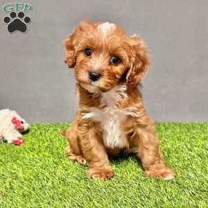 Jasper, Cavapoo Puppy