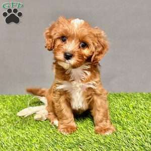 Jasper, Cavapoo Puppy