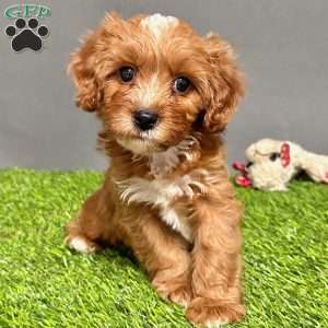 Jasper, Cavapoo Puppy