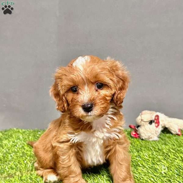 Jasper, Cavapoo Puppy