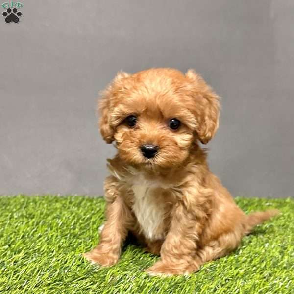 Coco, Cavapoo Puppy