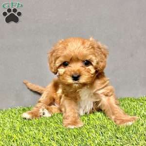 Coco, Cavapoo Puppy