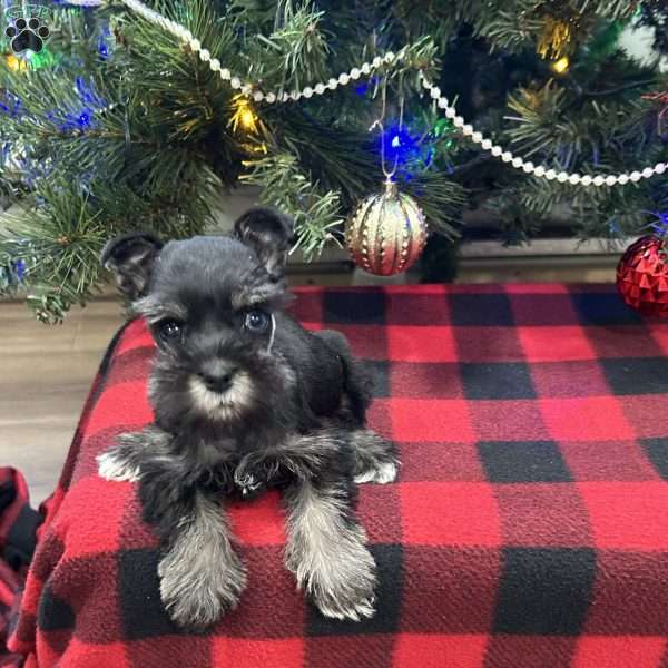 Tiny Cassie, Miniature Schnauzer Puppy