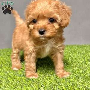 Coco, Cavapoo Puppy
