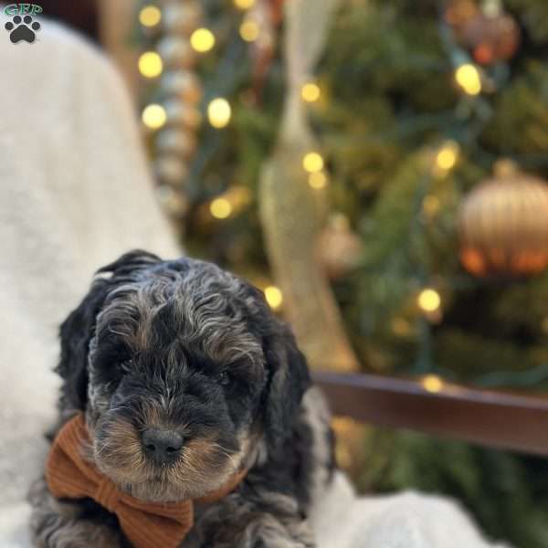 Gil, Mini Bernedoodle Puppy