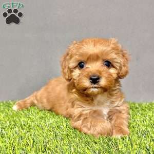 Coco, Cavapoo Puppy