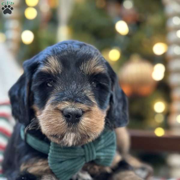Bubbles, Mini Bernedoodle Puppy