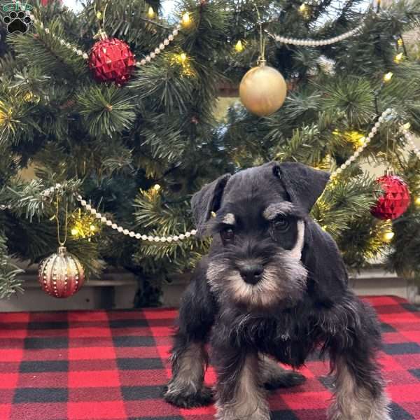 Craven, Miniature Schnauzer Puppy