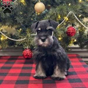 Craven, Miniature Schnauzer Puppy