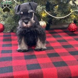 Craven, Miniature Schnauzer Puppy