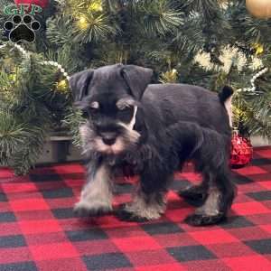 Craven, Miniature Schnauzer Puppy