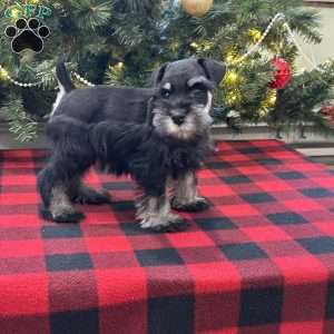 Craven, Miniature Schnauzer Puppy