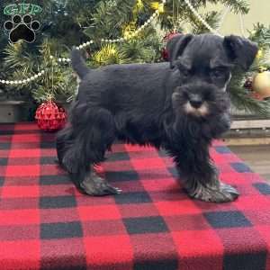 Cameron, Miniature Schnauzer Puppy