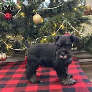 Cameron, Miniature Schnauzer Puppy