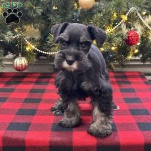Cameron, Miniature Schnauzer Puppy