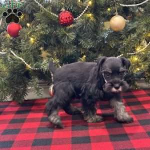 Cameron, Miniature Schnauzer Puppy