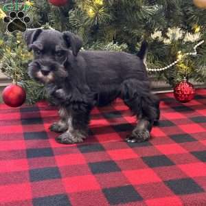 Cameron, Miniature Schnauzer Puppy