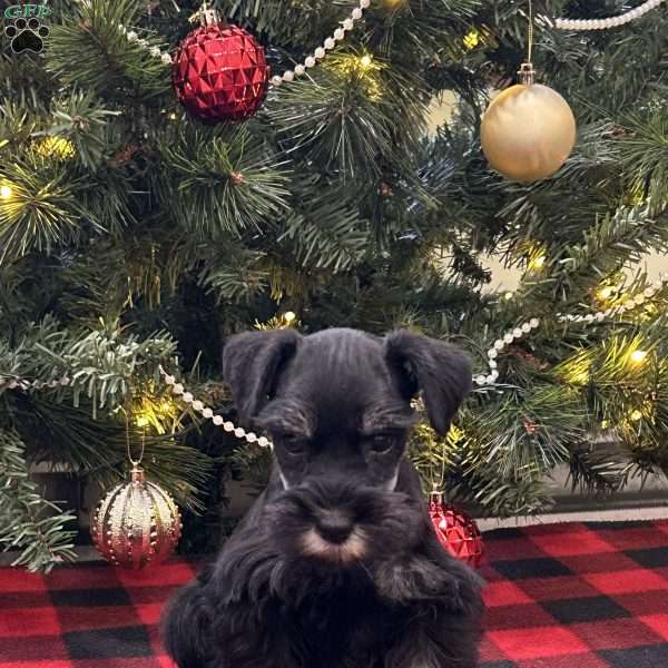 Cameron, Miniature Schnauzer Puppy