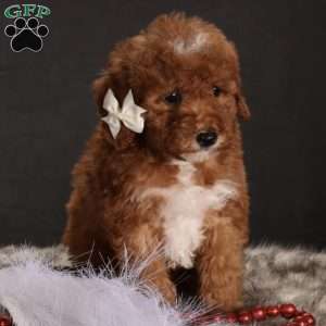 Senia, Mini Goldendoodle Puppy