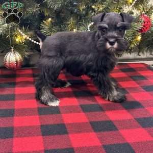 Charlotte, Miniature Schnauzer Puppy