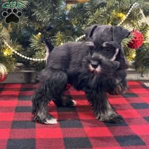 Charlotte, Miniature Schnauzer Puppy