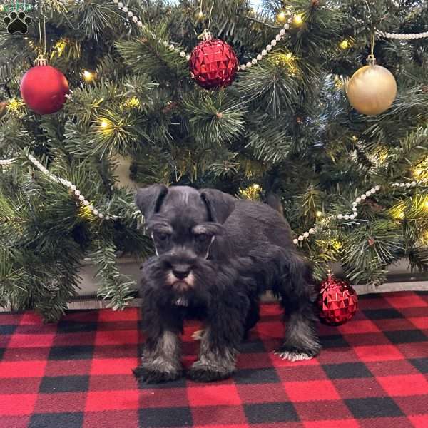 Charlotte, Miniature Schnauzer Puppy