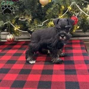 Charlotte, Miniature Schnauzer Puppy