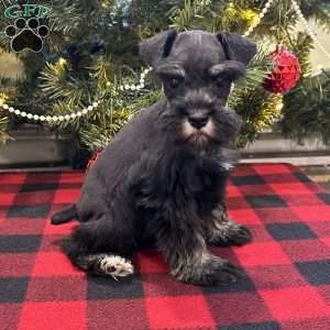 Charlotte, Miniature Schnauzer Puppy