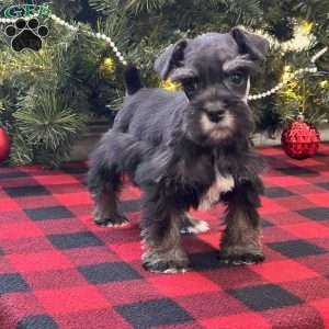 Chloe, Miniature Schnauzer Puppy