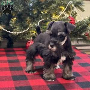 Chloe, Miniature Schnauzer Puppy
