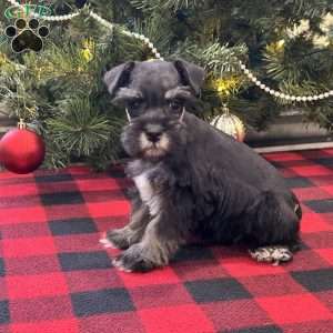 Chloe, Miniature Schnauzer Puppy