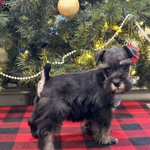 Chloe, Miniature Schnauzer Puppy
