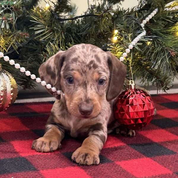 Grayson, Dachshund Puppy