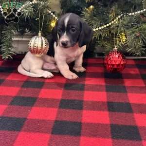 Gibson, Dachshund Puppy