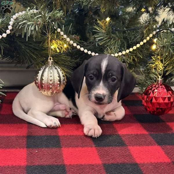 Gibson, Dachshund Puppy