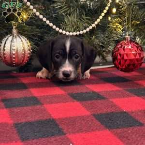 Gibson, Dachshund Puppy