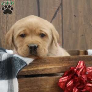 Twinkle, Fox Red Labrador Retriever Puppy