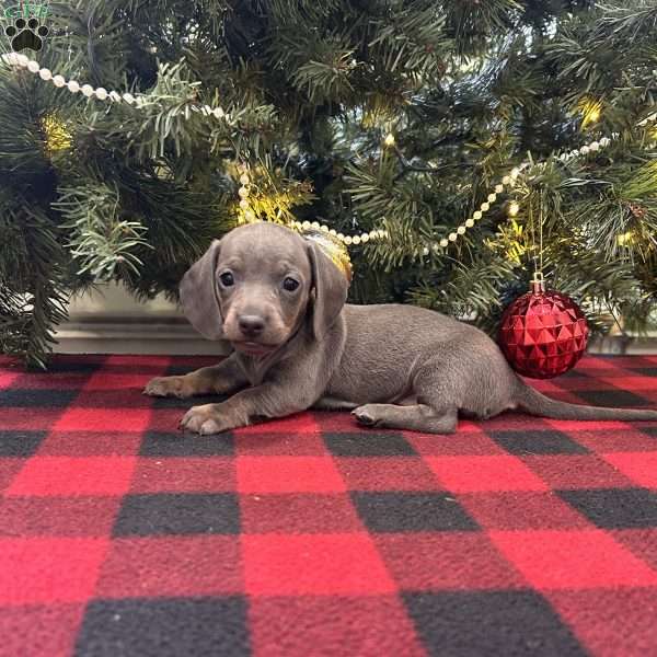 Gemma, Dachshund Puppy